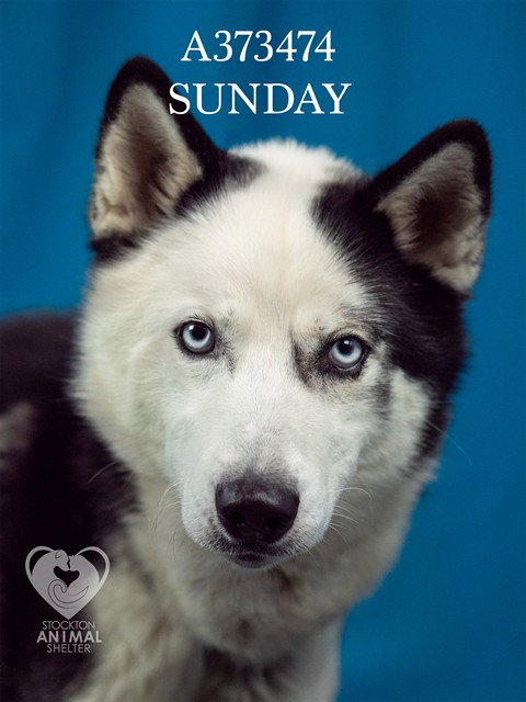 picture of the dog needing adoption