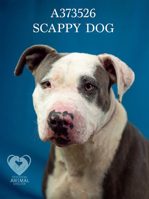 SCRAPPY DOG, an adoptable Pit Bull Terrier in Stockton, CA
