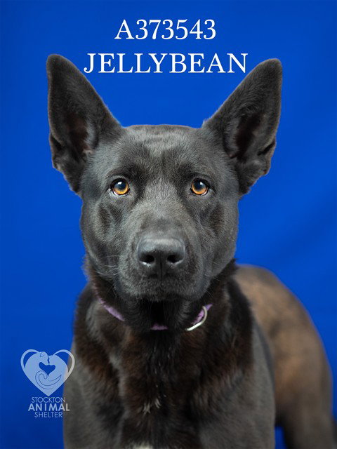 JELLYBEAN, an adoptable German Shepherd Dog in Stockton, CA