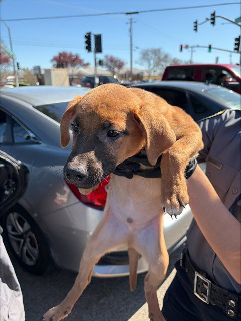 KADABRA, an adoptable Rhodesian Ridgeback in Stockton, CA