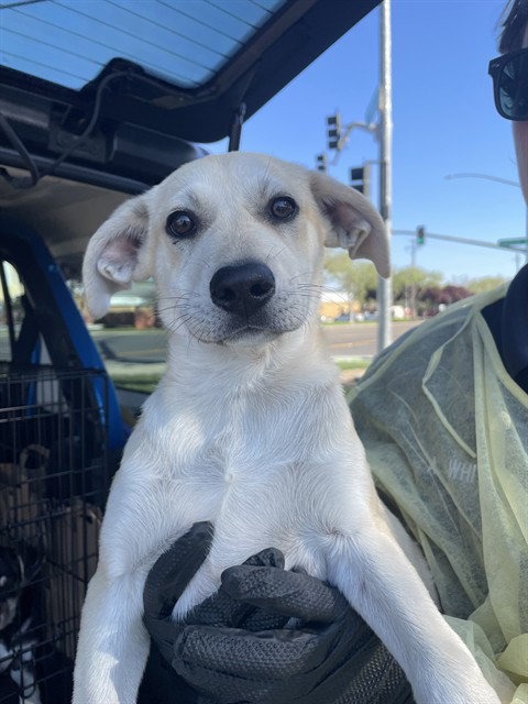 DESPEREAUX, an adoptable Labrador Retriever in Stockton, CA