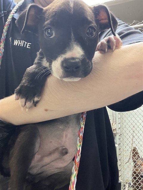 CHICKPEA, an adoptable Pit Bull Terrier in Stockton, CA