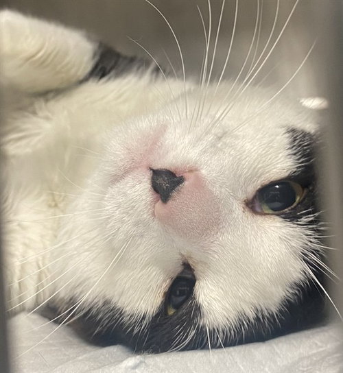 MASON, an adoptable Domestic Short Hair in Stockton, CA