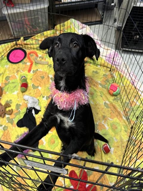 KEESHA, an adoptable Border Collie in Stockton, CA