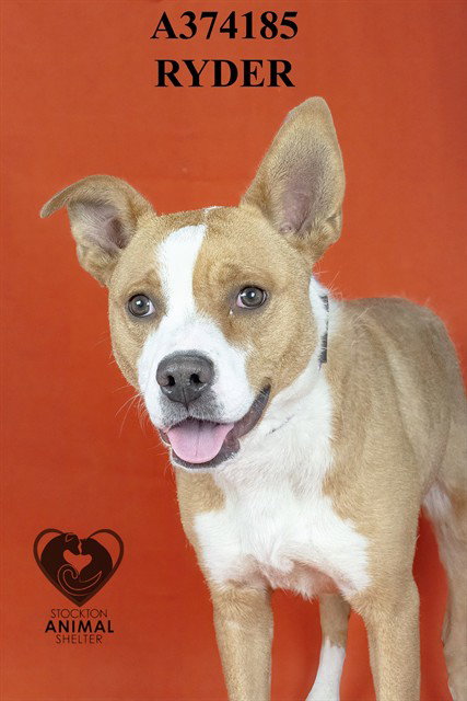 RYDER, an adoptable Pit Bull Terrier in Stockton, CA