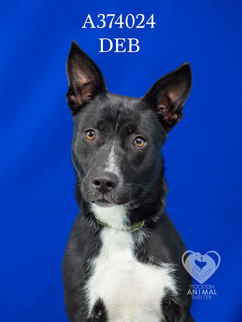 DEB, an adoptable Border Collie in Stockton, CA