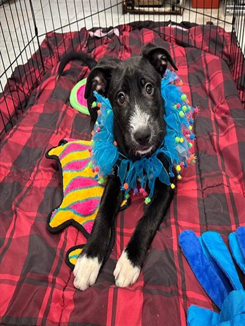 HYDE, an adoptable German Shepherd Dog in Stockton, CA