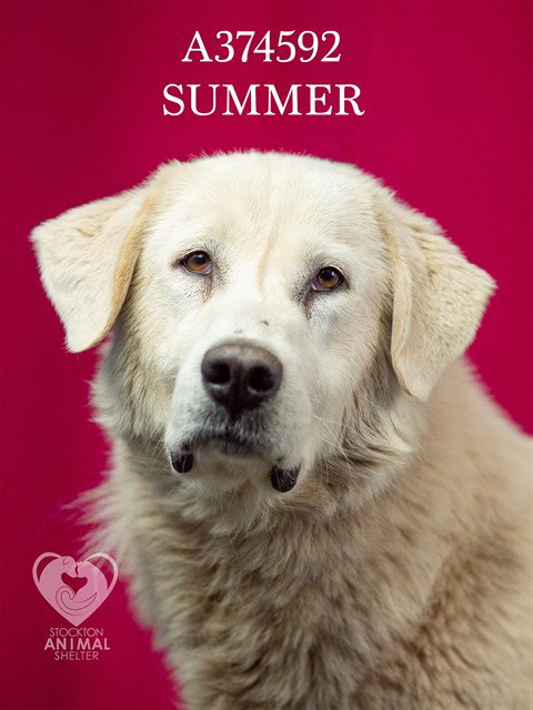 SUMMER, an adoptable Great Pyrenees in Stockton, CA