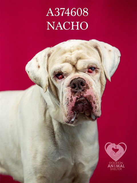 NACHO, an adoptable American Bulldog in Stockton, CA