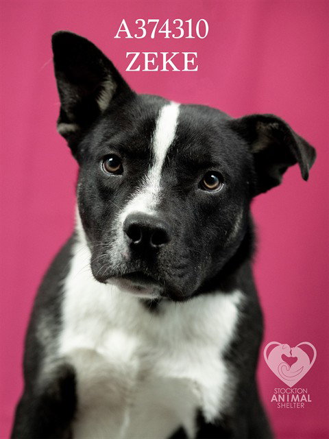 ZEKE, an adoptable Border Collie in Stockton, CA