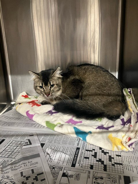 SCRUNCHIE, Adult Domestic Short Hair (medium coat), cat for adoption in Oakley, California
