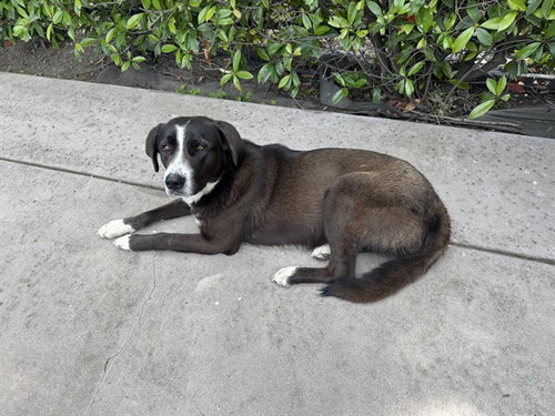 EMMY, an adoptable Great Pyrenees in Stockton, CA