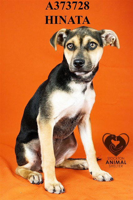 HINATA, an adoptable Beagle in Stockton, CA