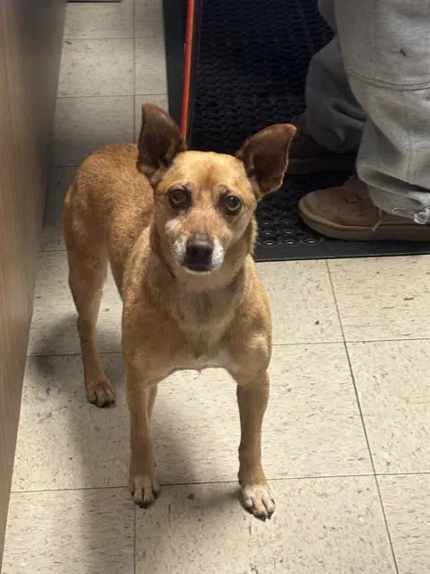 Leto - Chihuahua