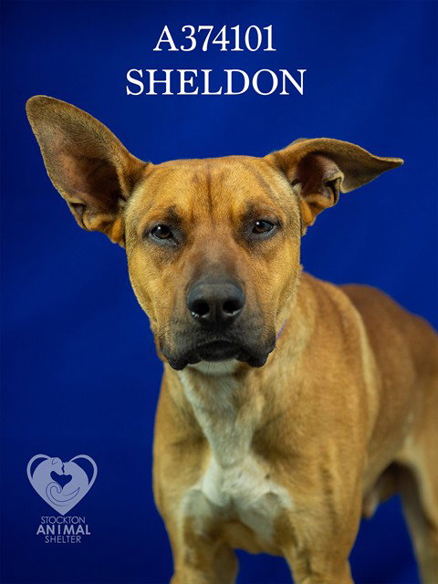 SHELDON, an adoptable Rhodesian Ridgeback in Stockton, CA