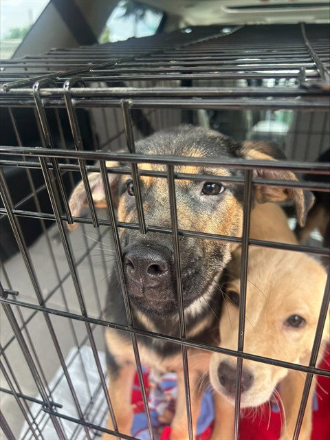 KRONK, an adoptable Golden Retriever in Stockton, CA