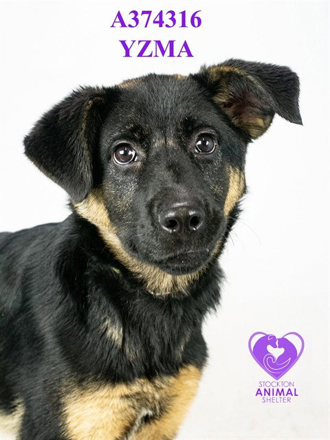 YZMA, an adoptable Golden Retriever in Stockton, CA