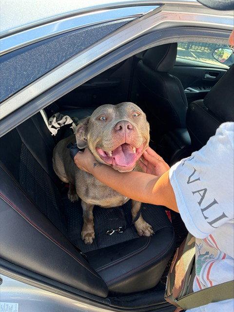 CHICHA, an adoptable American Bulldog in Stockton, CA