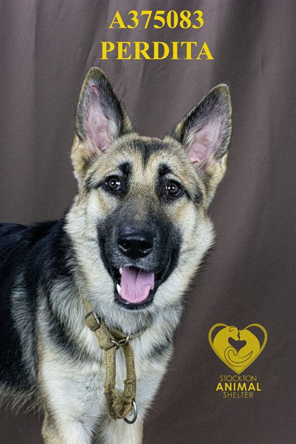 PERDITA, an adoptable German Shepherd Dog in Stockton, CA