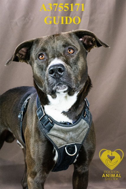 GUIDO, an adoptable Pit Bull Terrier in Stockton, CA
