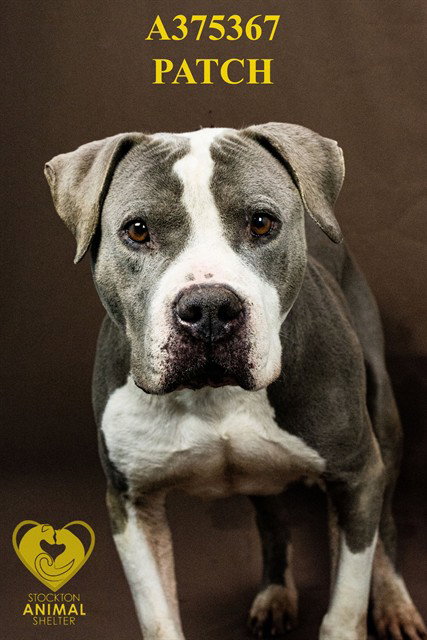 PATCH, an adoptable Pit Bull Terrier in Stockton, CA