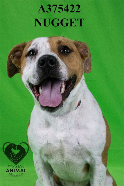 NUGGET, an adoptable Labrador Retriever in Stockton, CA