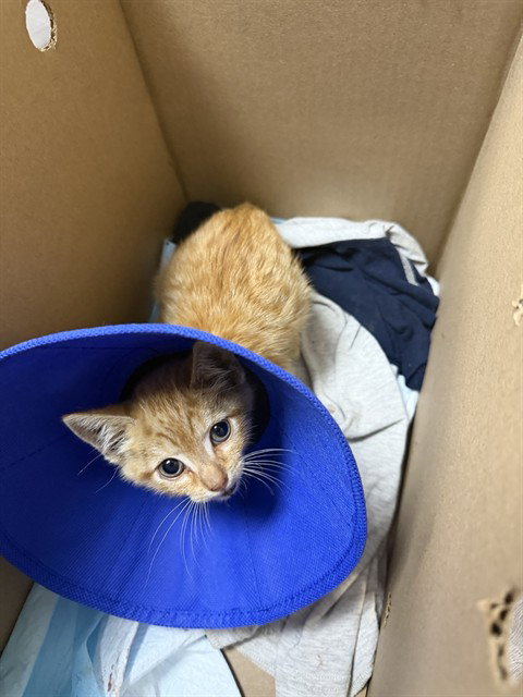 KENNY, Baby Domestic Short Hair (medium coat), cat for adoption in Brentwood, California