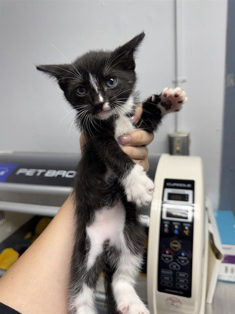 FLOWER, Baby Domestic Short Hair (medium coat), cat for adoption in Brentwood, California
