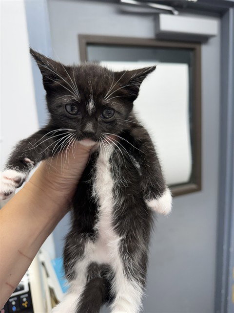 FALINE, Baby Domestic Short Hair (medium coat), cat for adoption in Brentwood, California