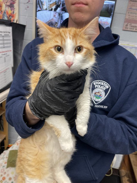 CHESTER, Adult Domestic Long Hair (medium coat), cat for adoption in Brentwood, California