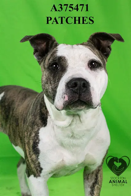 Patches - Pit Bull Terrier