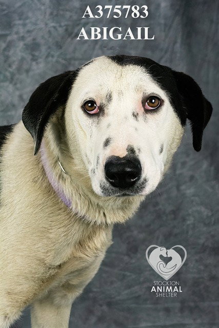 ABIGAIL, an adoptable Australian Cattle Dog in Stockton, CA