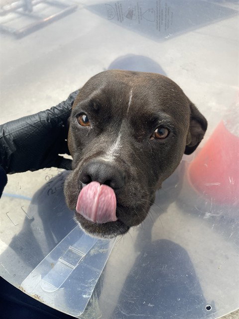 GRACIE, an adoptable Pit Bull Terrier in Stockton, CA