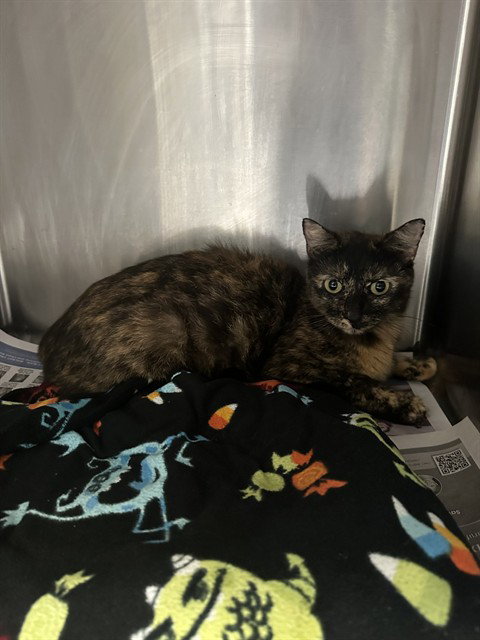 MORTY THE TORTIE, an adoptable Domestic Short Hair in Stockton, CA