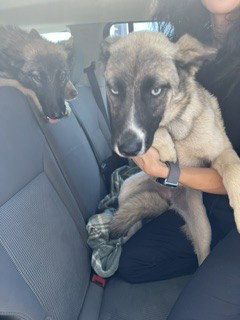 DIANA, an adoptable Siberian Husky in Stockton, CA