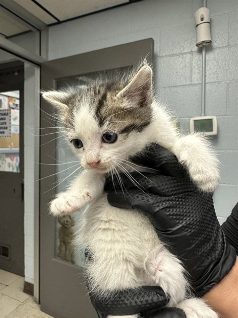 ROSIE, Baby Domestic Short Hair (medium coat), cat for adoption in Brentwood, California