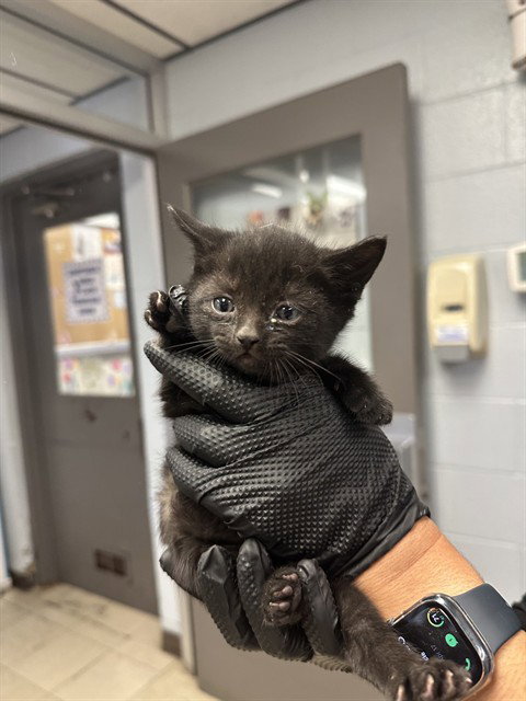 EMMA, Baby Domestic Short Hair (medium coat), cat for adoption in Brentwood, California