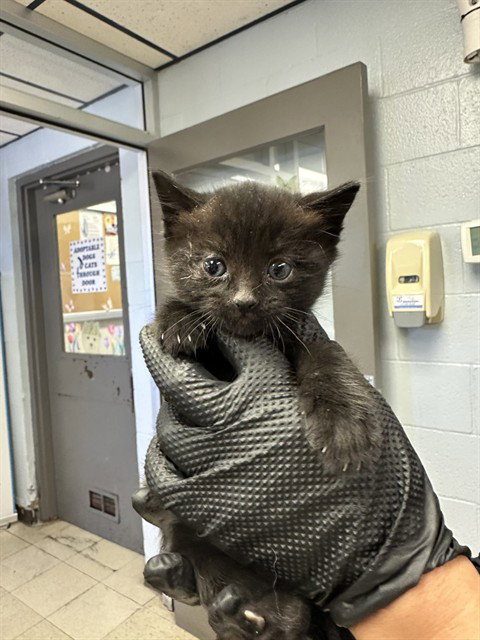 CHLOE, Baby Domestic Short Hair (medium coat), cat for adoption in Brentwood, California