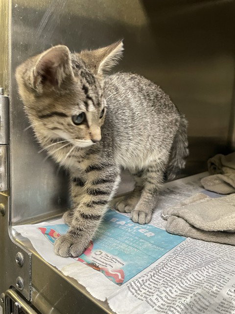 SAMSON, Baby Domestic Short Hair (medium coat), cat for adoption in Brentwood, California