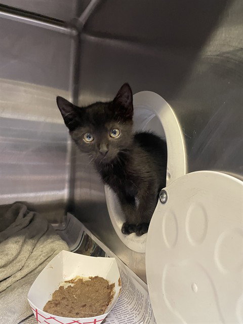 MALCOM, Baby Domestic Short Hair (medium coat), cat for adoption in Brentwood, California