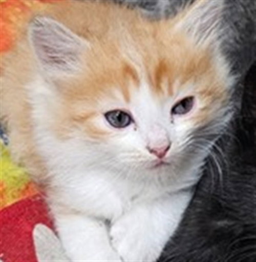 ORANGE CRUSH, Baby Domestic Short Hair (medium coat), cat for adoption in Brentwood, California