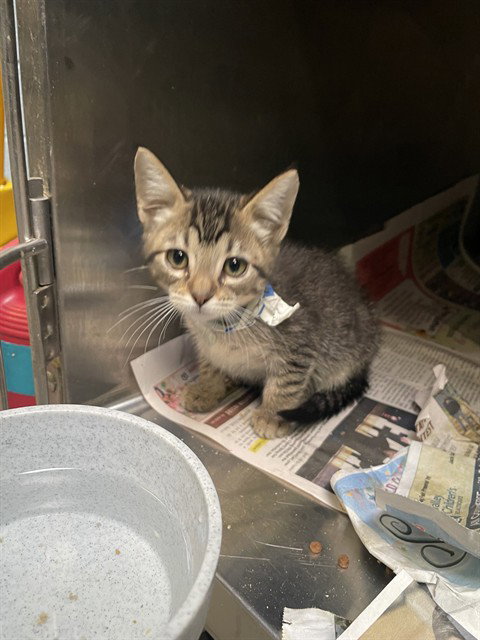 SAMMY   LIGHT BLU, Baby Domestic Short Hair (medium coat), cat for adoption in Brentwood, California