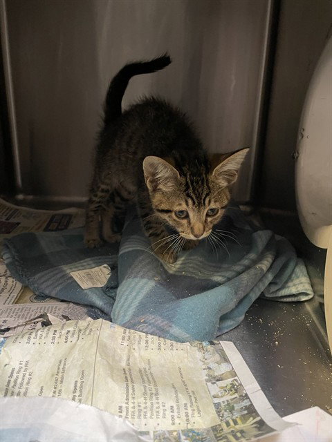 STEVIE DARK BLU, Baby Domestic Short Hair (medium coat), cat for adoption in Brentwood, California