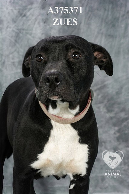 ZEUS, an adoptable Pit Bull Terrier in Stockton, CA