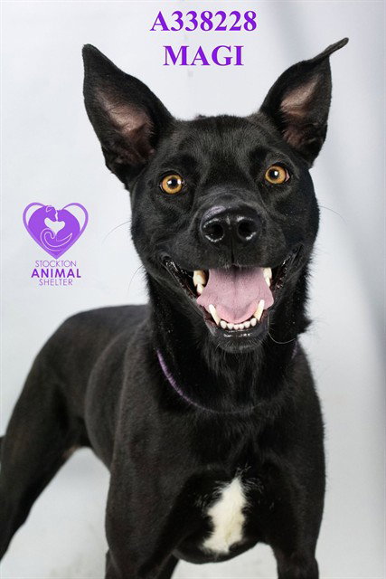MAGI, an adoptable Labrador Retriever in Stockton, CA