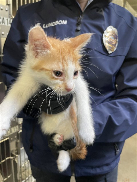 OLIVE, Baby Domestic Long Hair (medium coat), cat for adoption in Brentwood, California