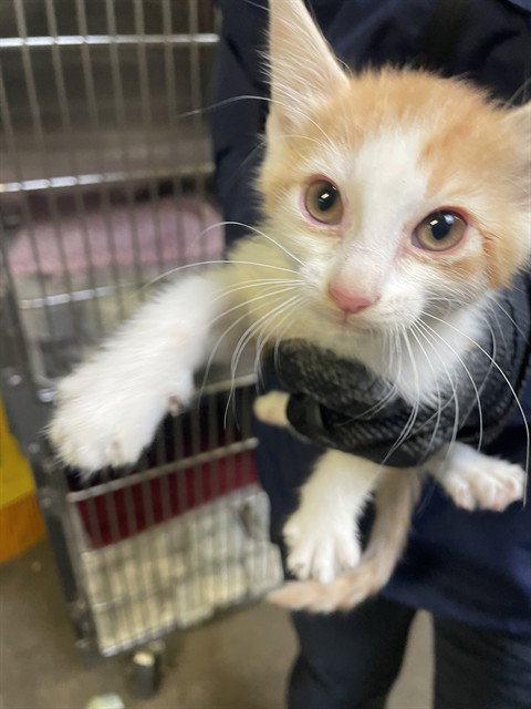 OSCAR, Baby Domestic Long Hair (medium coat), cat for adoption in Brentwood, California