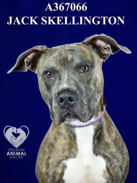 JACK SKELLINGTON, an adoptable Pit Bull Terrier in Stockton, CA