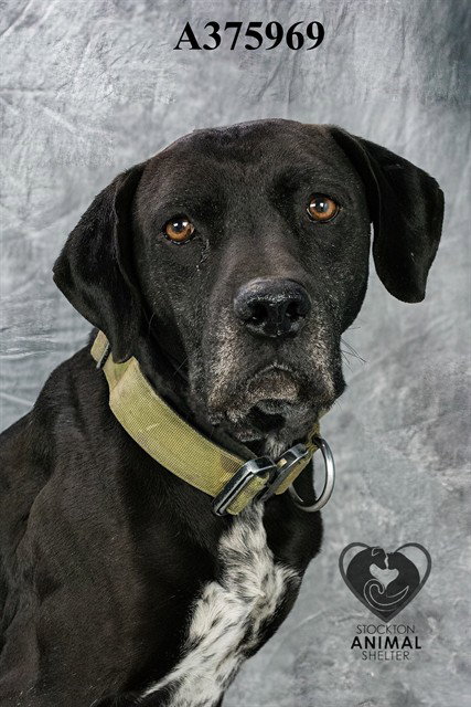 JIMMY CHEW, an adoptable Pit Bull Terrier in Stockton, CA