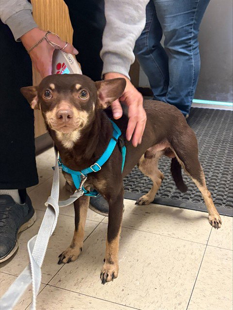CHICO, an adoptable Miniature Pinscher in Stockton, CA